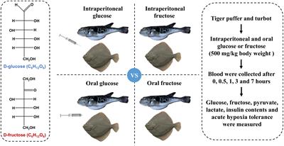 Comparative analysis of glucose and fructose tolerance in two marine fishes: effects on insulin secretion and acute hypoxia tolerance